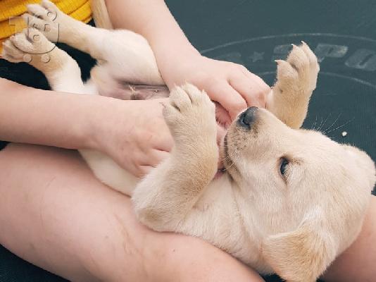 Προς πώληση Labrador Retriever Σκύλοι και κουτάβια